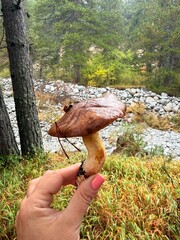 mushroom in the forest