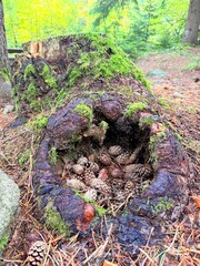 pine cones in a tree hollow