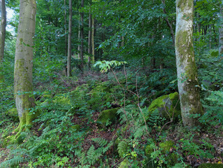 Fototapety na wymiar - Fototapeta24.pl