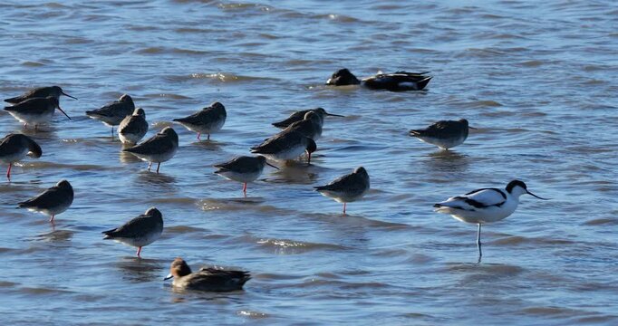 Flock of juvenile Black-winged stilts (Himantopus himantopus) Northern shoveler (Spatula clypeata), avocet (recurvirostra avosetta)the Camargue, France