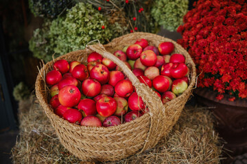 Woven basket overflows with ripe red apples and green foliage details