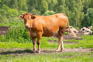 A young cow on an agricultural farm on a sunny summer day