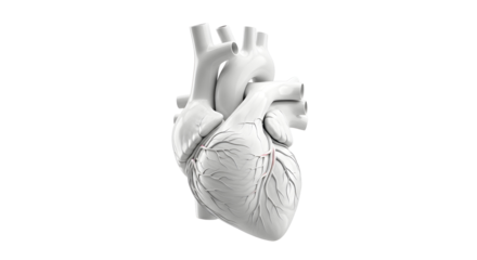 Human heart model isolated on transparent background, a vital organ for blood circulation and overall health