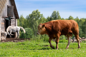 Fototapeta premium A young bull on an agricultural farm on a sunny summer day
