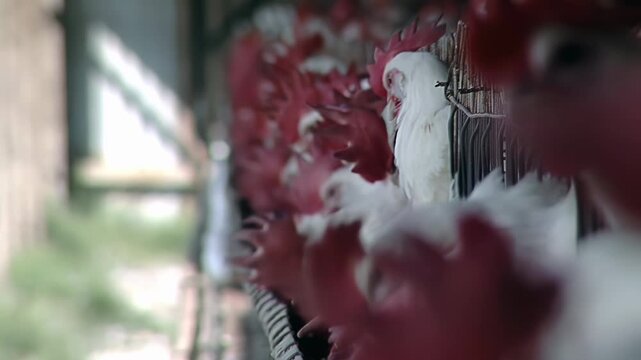Egg Farm With White Hens and Red Combs, Entre Rios - 4K