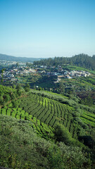 Scenic Tea Plantation Hills Mountain Landscape Green Agriculture Nature View