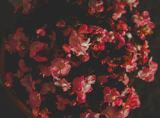 Red Heart-Shaped Flowers Bleeding Heart Valentine Love Romantic Garden