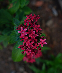 Vibrant Pink Magenta Lupine Spike Flowers Garden Blooming Summer Close-up