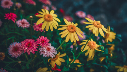 Colorful Yellow Pink Daisy Flowers Garden Blooming Summer Bouquet