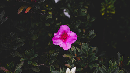 Vibrant Pink Magenta Petunia Trumpet Flower Garden Night Blooming