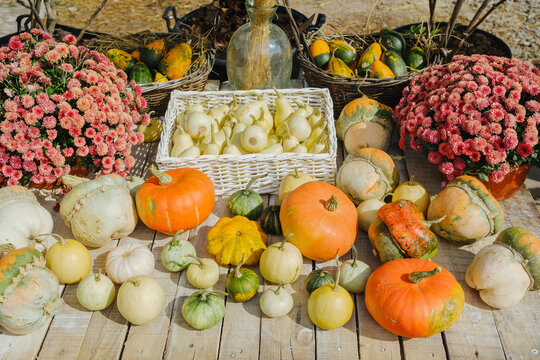 Autumn harvest display of pumpkins gourds mums and decorative squash on rustic wood