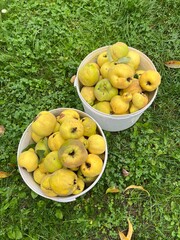 Pigwa w wiaderka, jesień, polska wieś 100 % eko 