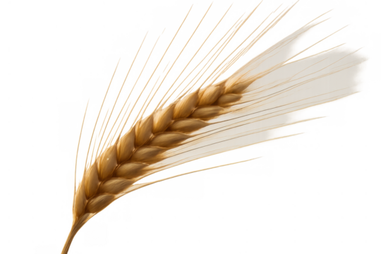 Golden wheat ear with grains representing agriculture, food, and harvest on a transparent background - Powered by Adobe
