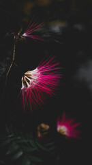 Pink Firework Sparkler Burst on Black Background Night Sky Celebration Display