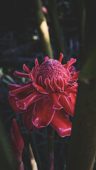 red dahlia flower