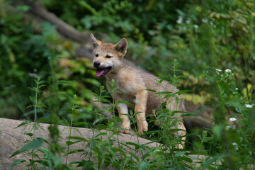 Eurasische Wolf (Canis lupus lupus) Jungtier auf Hügel