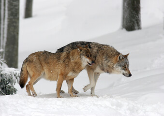 Naklejka premium Eurasische Wolf (Canis lupus lupus) zwei Tiere im Schnee