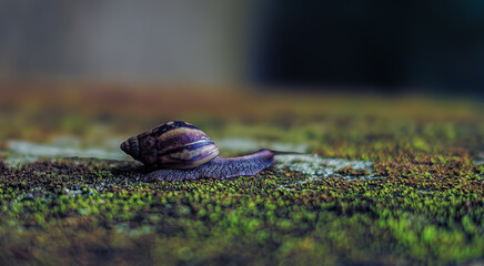 Spiral Shell Snail on Green Moss in Forest Closeup Nature Macro Wildlife Photography