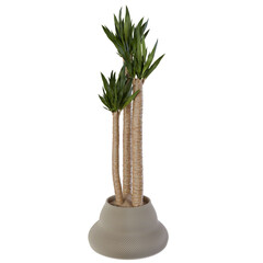 green plant in a vase