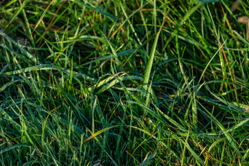 green grass background