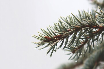 christmas tree branch