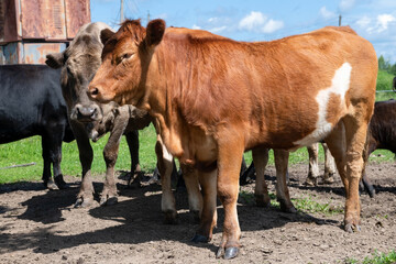 Young bulls and cows on an agricultural farm on a sunny summer day
