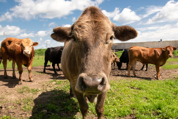 Young bulls and cows on an agricultural farm on a sunny summer day