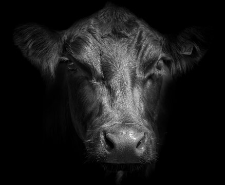 Portrait of a black Angus bull on a black background