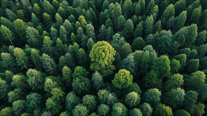 Aerial Photography Forest Green Trees Environmental Protection Ecology Corporate Culture Background