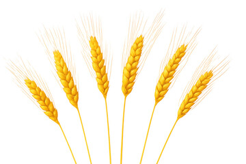 Fototapeta premium Golden wheat ears growing, representing agriculture, harvest, baking, food production, and a healthy lifestyle, on transparent background