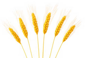 Golden wheat ears growing, representing agriculture, harvest, baking, food production, and a healthy lifestyle, on transparent background