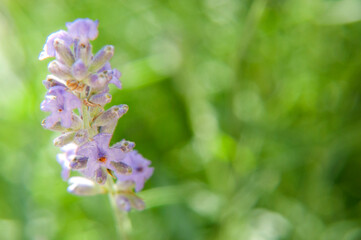 Calm Glow: Macro Lavender with Ample Copy Space