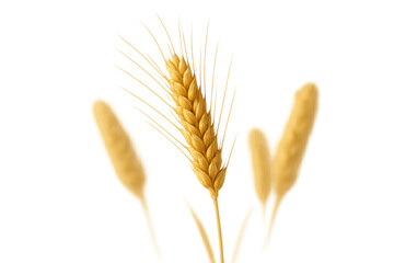 Obraz premium Golden wheat ears signifying harvest, agriculture, and healthy nutrition, isolated on a transparent background