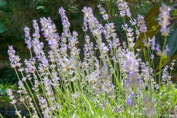 Fototapeta premium Summer Garden: Lavender in Sun Rays with Deep Green Background
