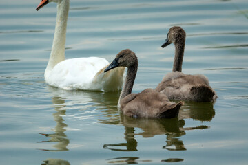 Young gray swans swimming behind an adult mute swan