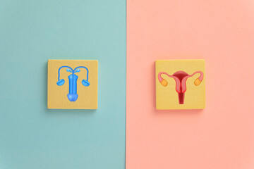 Wooden blocks with male (penis/testes) and female (uterus/ovaries) reproductive system icons on a split blue and pink background, symbolizing gender, sexual health, and gynecology/urology.