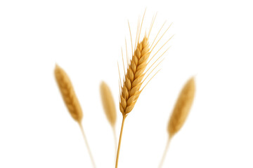 Obraz premium Golden wheat ear with soft focus grains on transparent background, representing harvest, agriculture, and healthy food