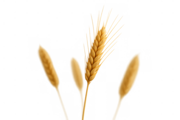 Golden wheat ear with soft focus grains on transparent background, representing harvest, agriculture, and healthy food