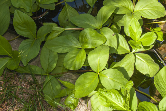 Red Listed: Bogbean in a Decorative Pond (Menyanthes trifoliata)