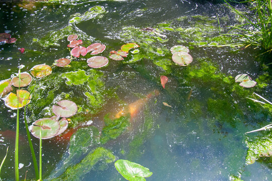 Pond Problem: Water Lilies, Koi, and Filamentous Algae