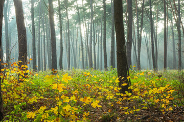 A view in a misty autumn forest