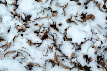 Top view of dry leaves on ground partially covered by snow