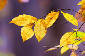 Bright autumn yellow leaves isolated against a soft gray background with small droplets of water clinging to them