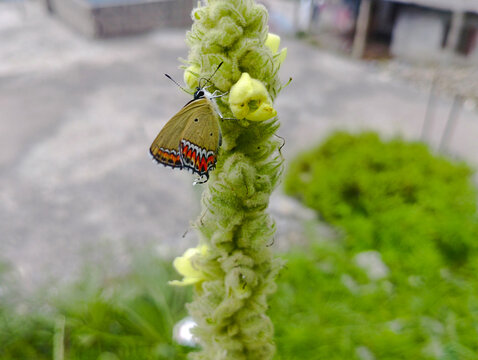 butterfly Purple Sapphire (Heliophorus epicles), a small butterfly species belonging to the Lycaenidae family