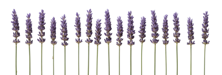 A symmetrical arrangement of lavender flowers showcases their elegant, purple inflorescence.