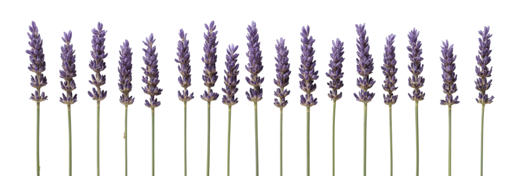 A symmetrical arrangement of lavender flowers showcases their elegant, purple inflorescence.