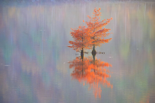 Two autumn red cyprus trees isolated in the Ocoee River and reflecting in the calm water with a background of fall colors also reflected in the water