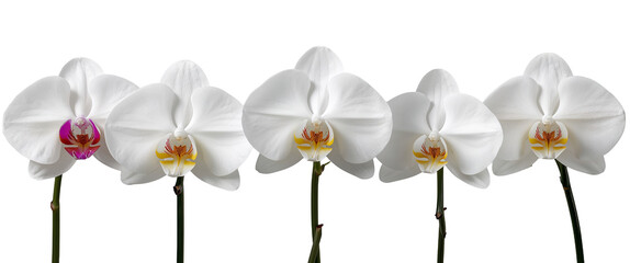 Five elegant white orchids stand in a row, each showcasing a different inner detail of color.