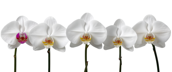 Five elegant white orchids stand in a row, each showcasing a different inner detail of color.