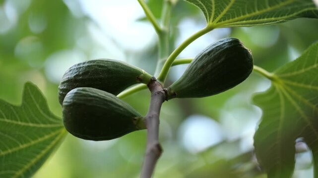 Close-up of unripe green figs growing on a branch, surrounded by lush, dark green fig leaves in soft light.